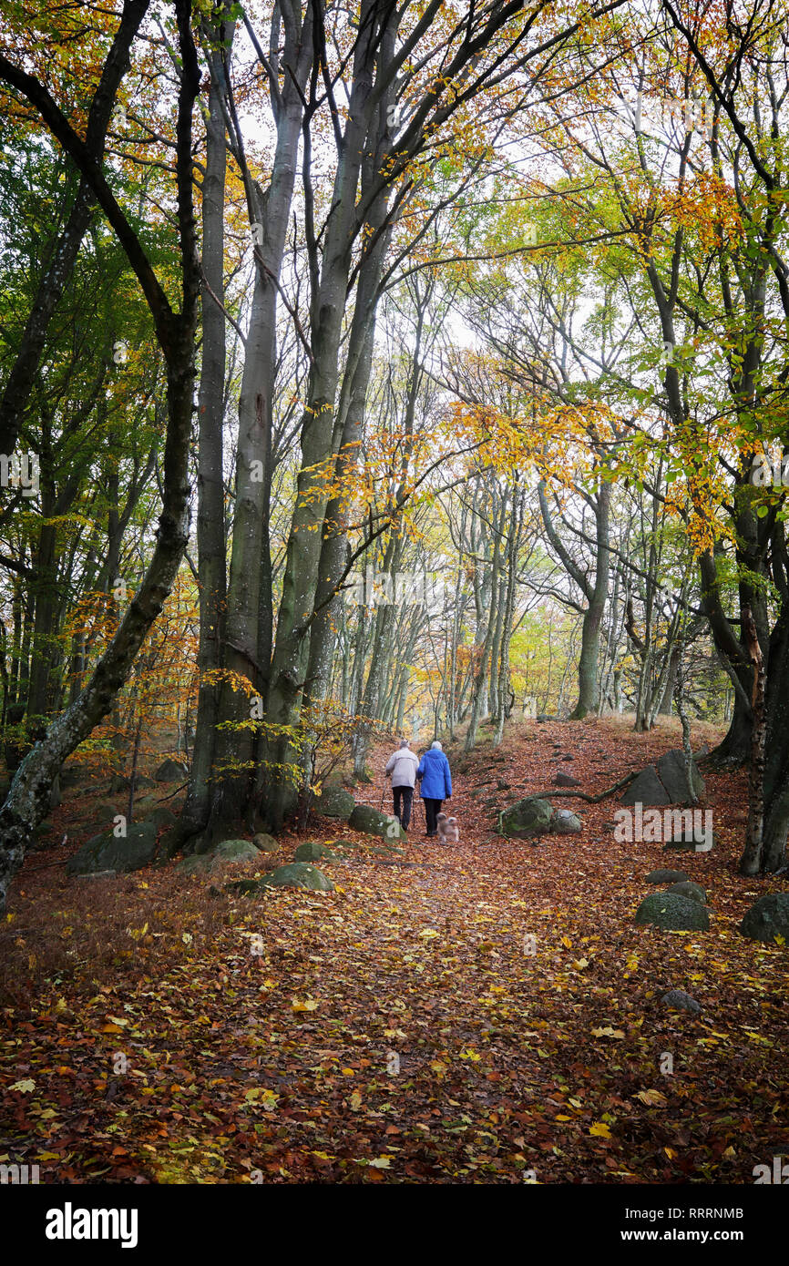 2 people walk in a beech forest. Stock Photo