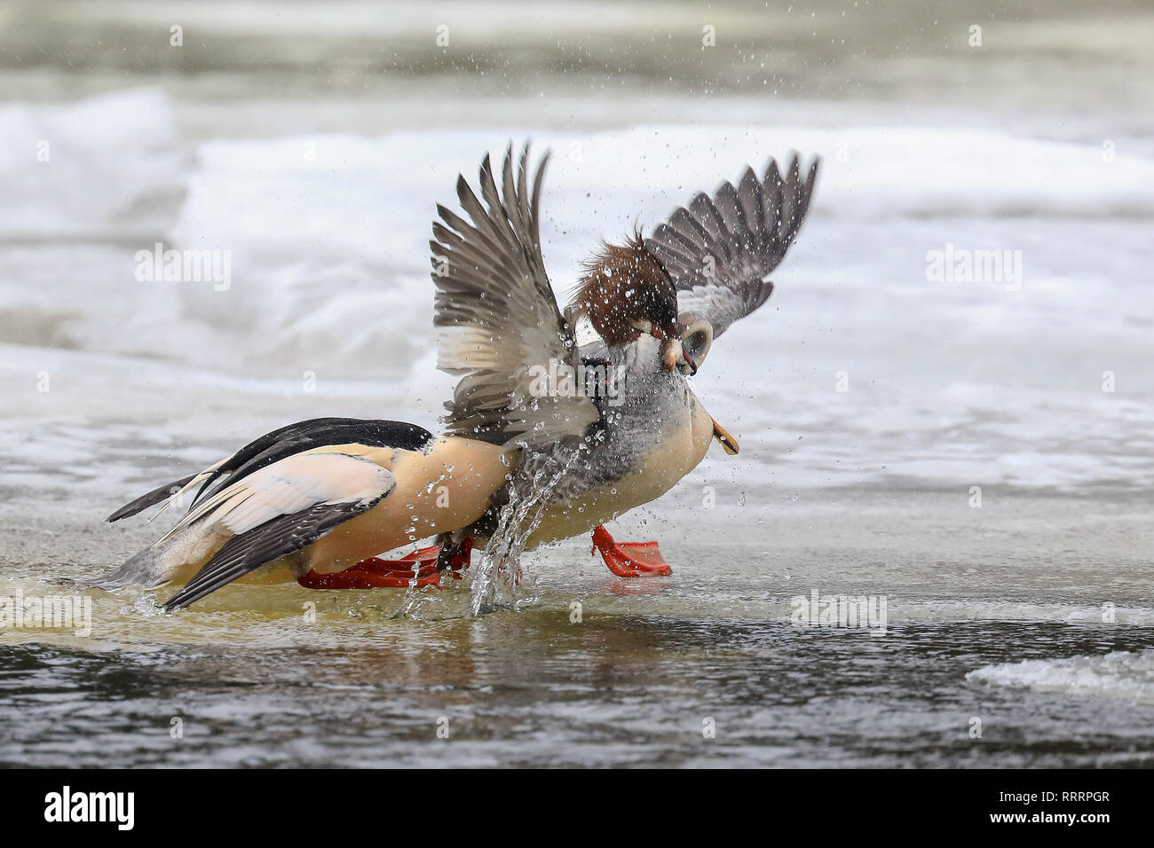 Bird eating lamprey hi-res stock photography and images - Alamy