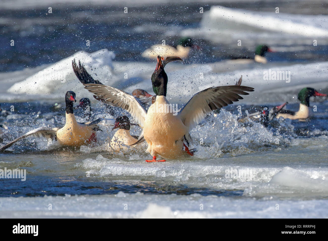 European river lamprey Stock Photo Alamy