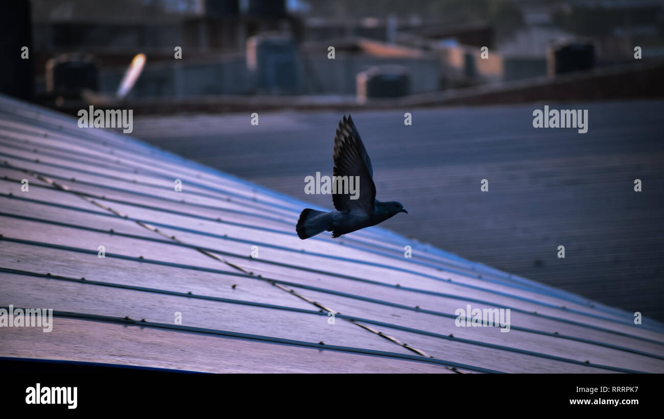 Pigeon flying above roof Stock Photo