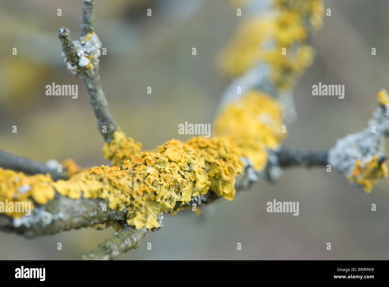A tree covered with yellow lichens. Beautiful macro detail on lichen texture Stock Photo
