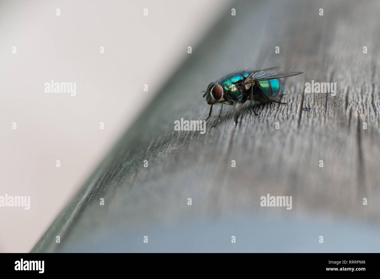 A greenbottle fly, Lucilia sericata, is a blow fly with brilliant, metallic, blue green colour. Close-up of tiny diptera, macro photography of flies. Stock Photo