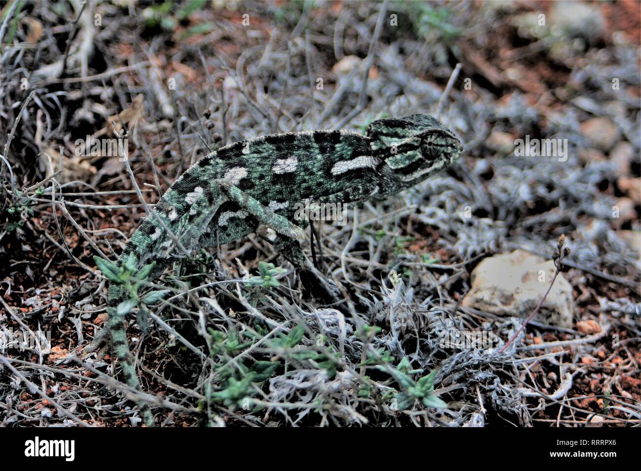 European Chameleon (Chamaeleo chamaeleon) in the Thymus rich garigue near Dingli, Malta Stock Photo