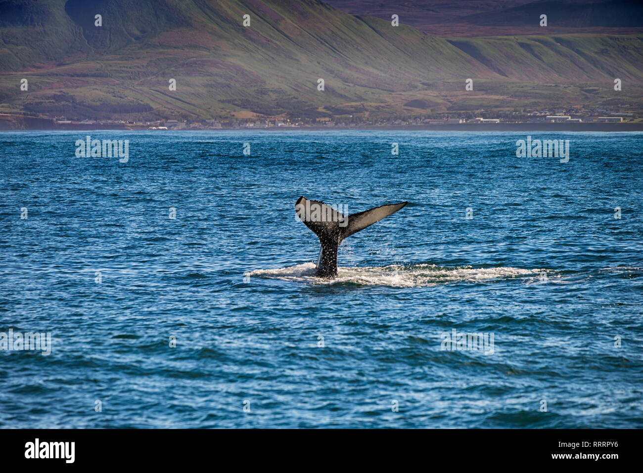 Tail of a whale in Husavik, Iceland Stock Photo - Alamy