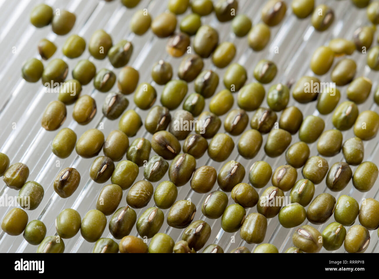 mung bean seeds in sprout maker macro selective focus Stock Photo