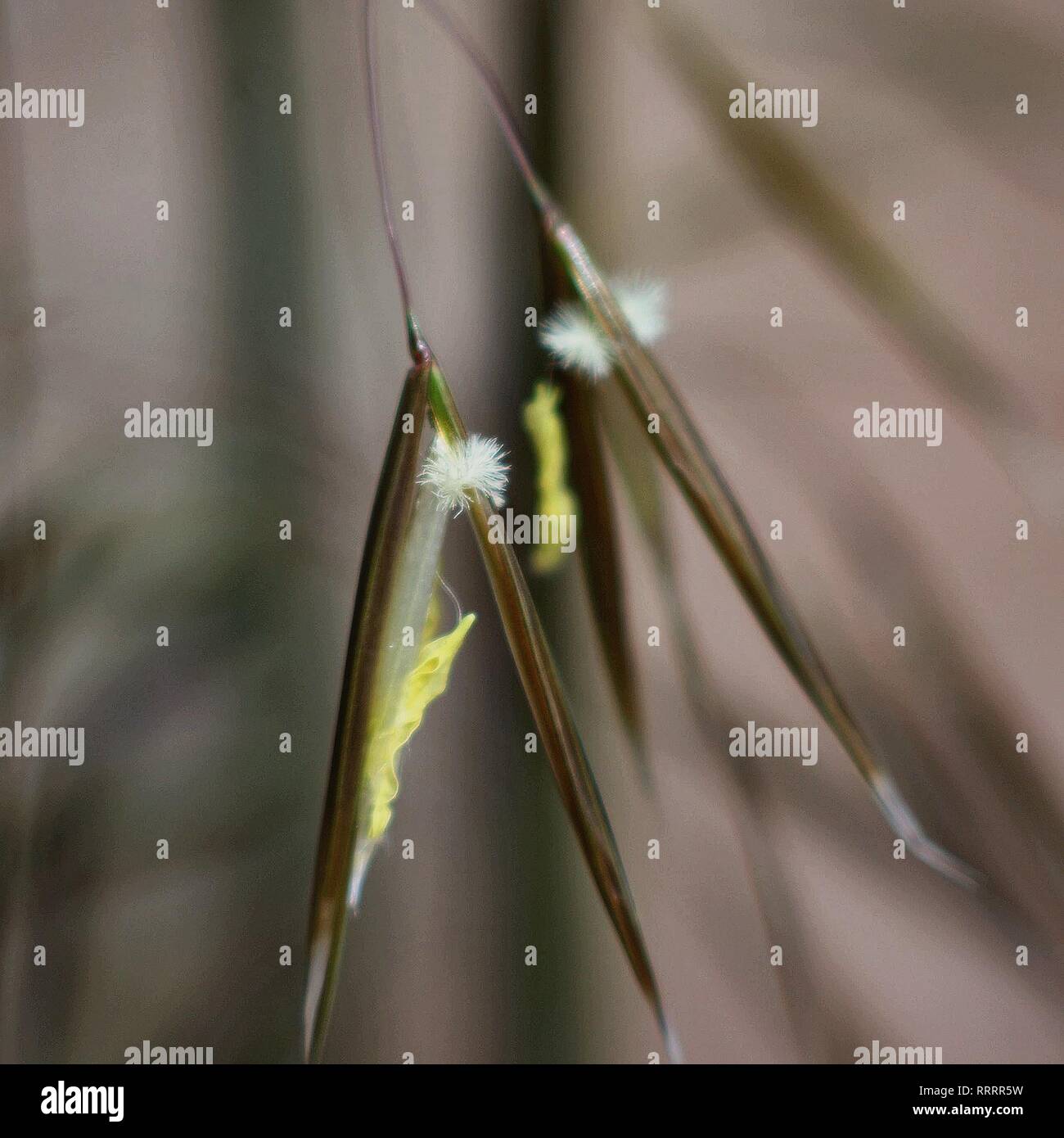 Stipa gigantea. giant feather grass Stock Photo Alamy