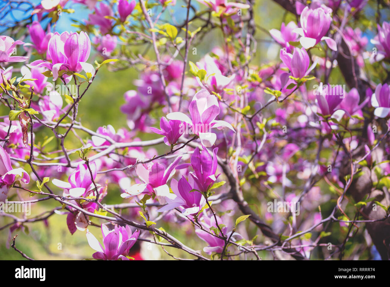 Blossoming magnolia flowers. Spring background Stock Photo - Alamy