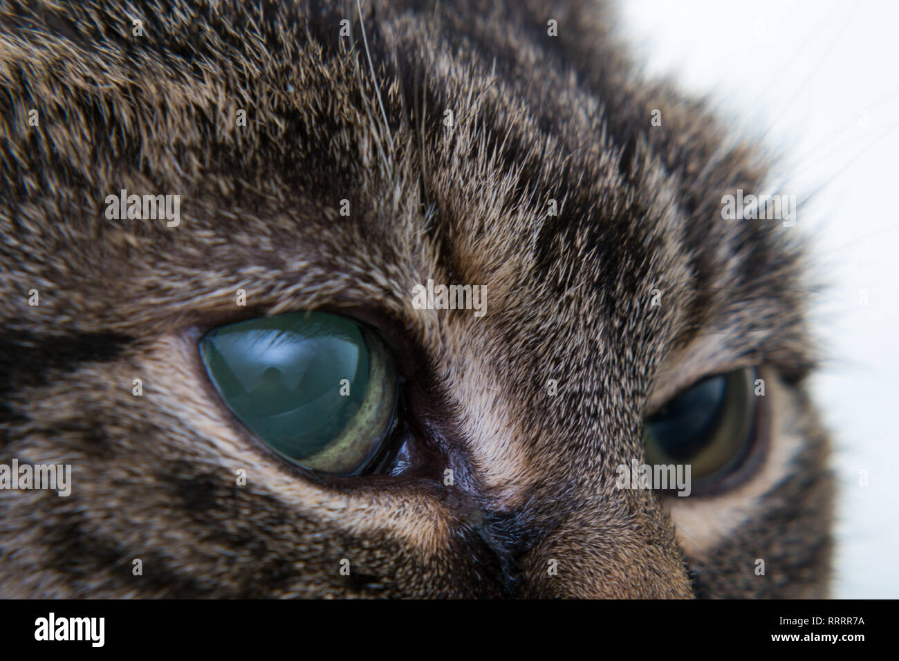 Acute glaucoma in adult cat, intraocular presure increased and blind at presentation, keratic precipitates Stock Photo