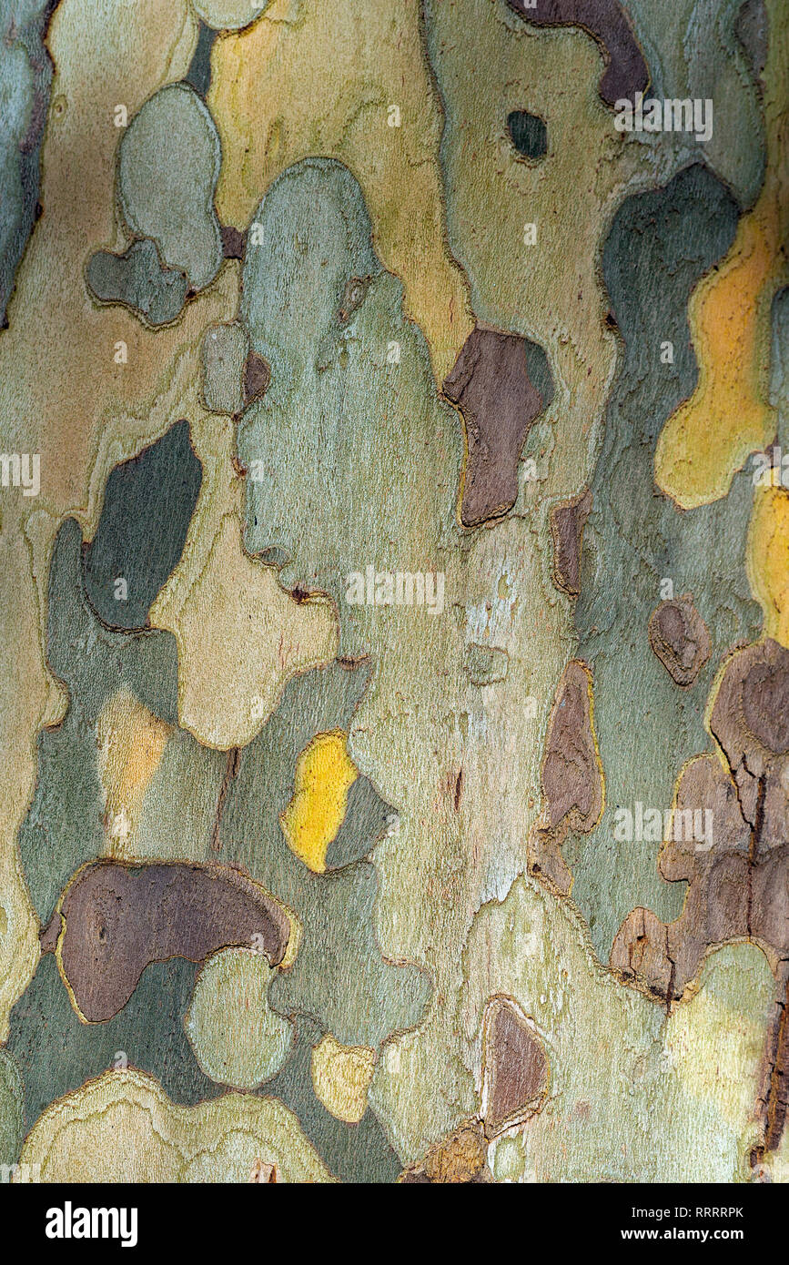 Close-up of bark of a Platanus hispanica tree Stock Photo