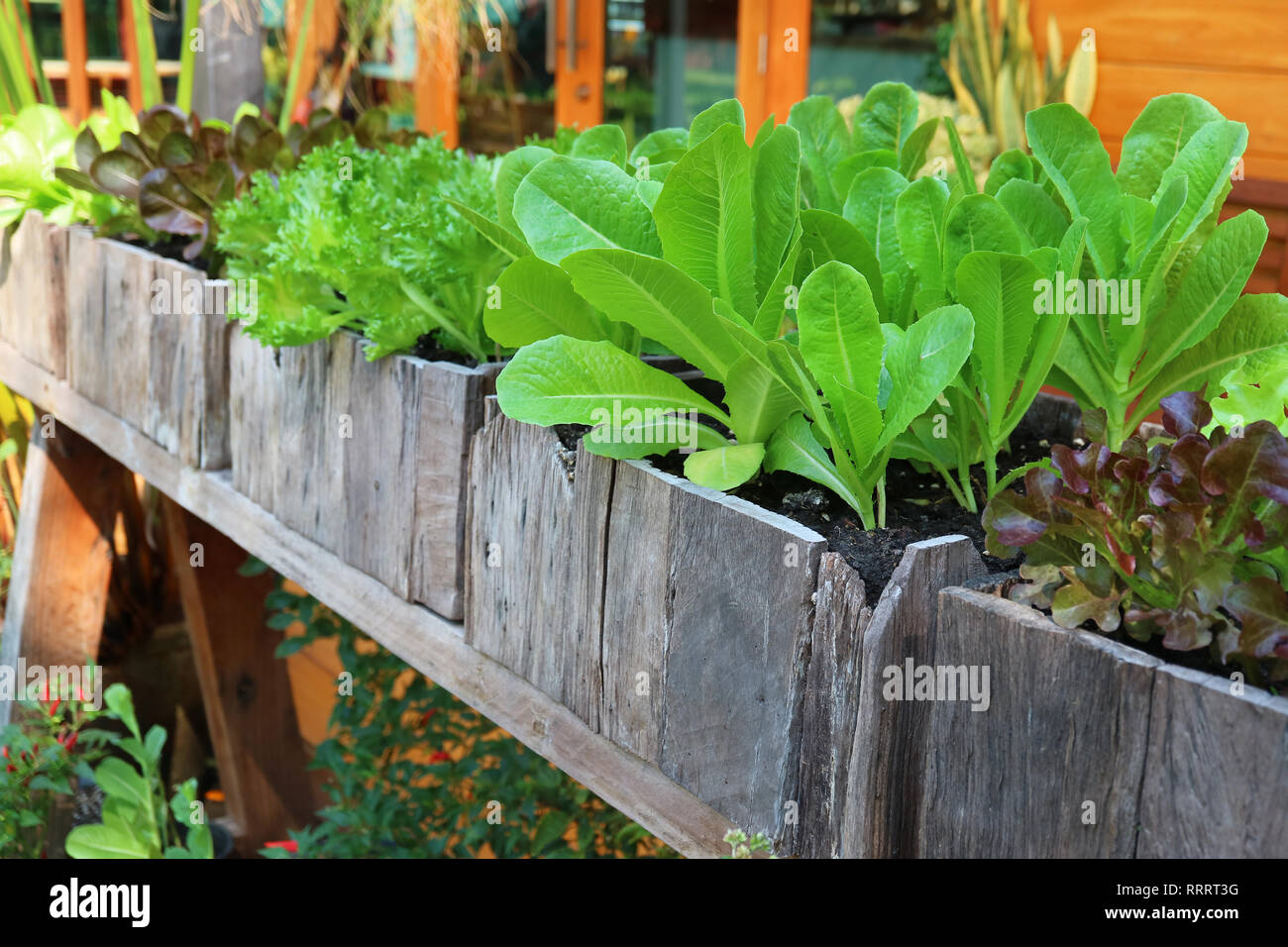 Backyard vegetable growing in the wooden containers Stock Photo - Alamy