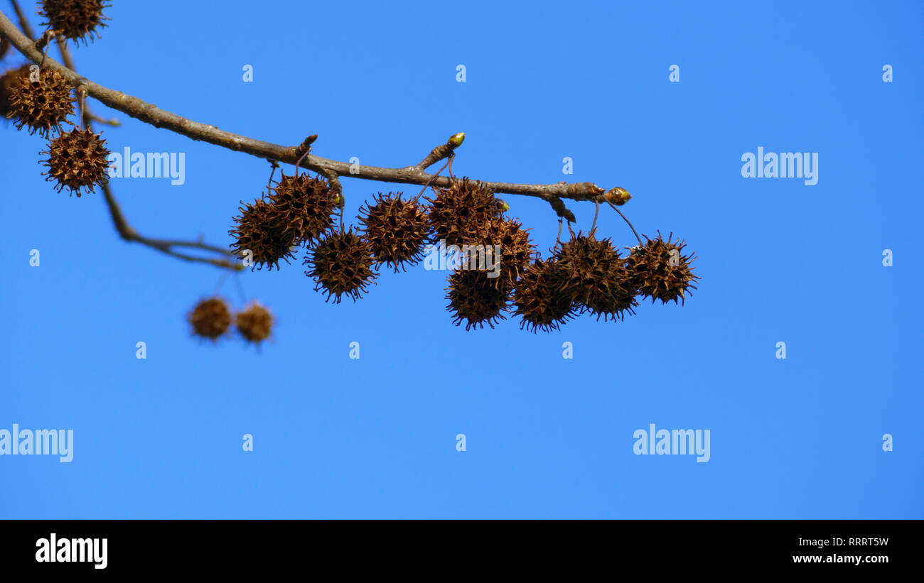 Platane Igel Frucht, an einem Ast hängend, mit Knospen im Frühjahr Stock Photo