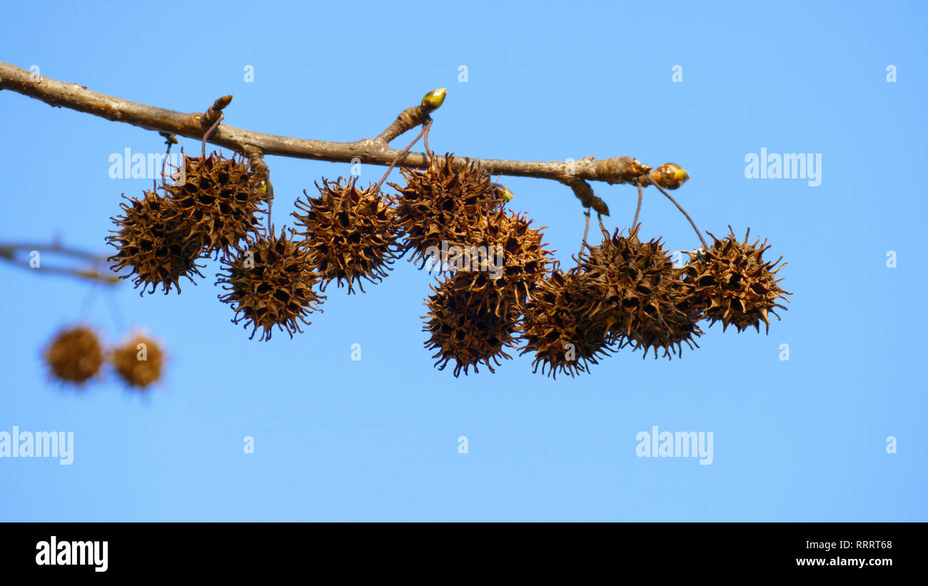 Platane Igel Frucht, an einem Ast hängend, mit Knospen im Frühjahr Stock Photo