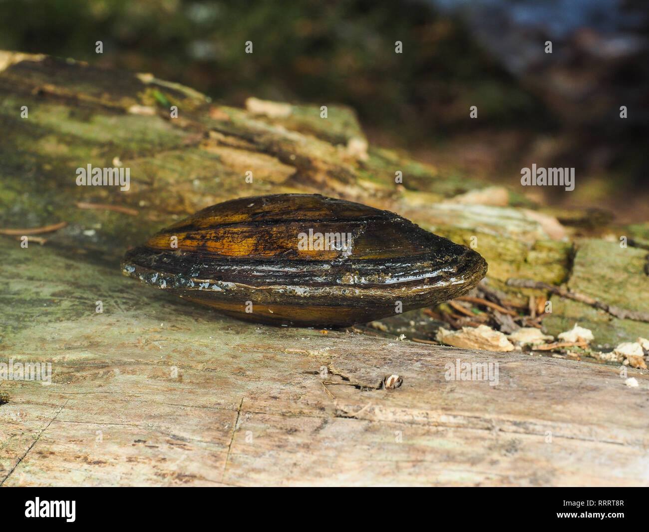 Closeup of a fresh water swan mussel, Anodonta cygnea, on a wooden log Stock Photo