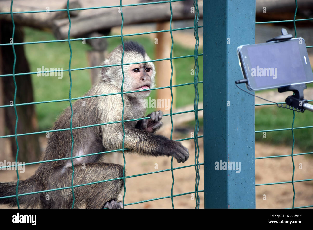 Weeping Capuchin Cebus olivaceus Trying to touch cell phone Stock Photo Stock Photo