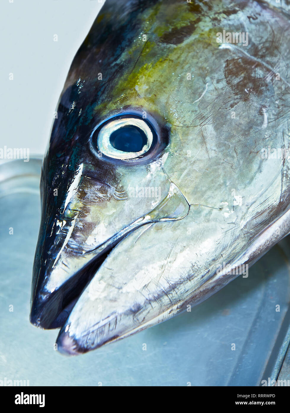Isolated closeup of a yellow fin tuna fish head on a silver tray at the Central Market in