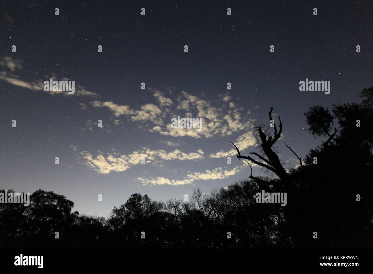 Night sky with trees Stock Photo