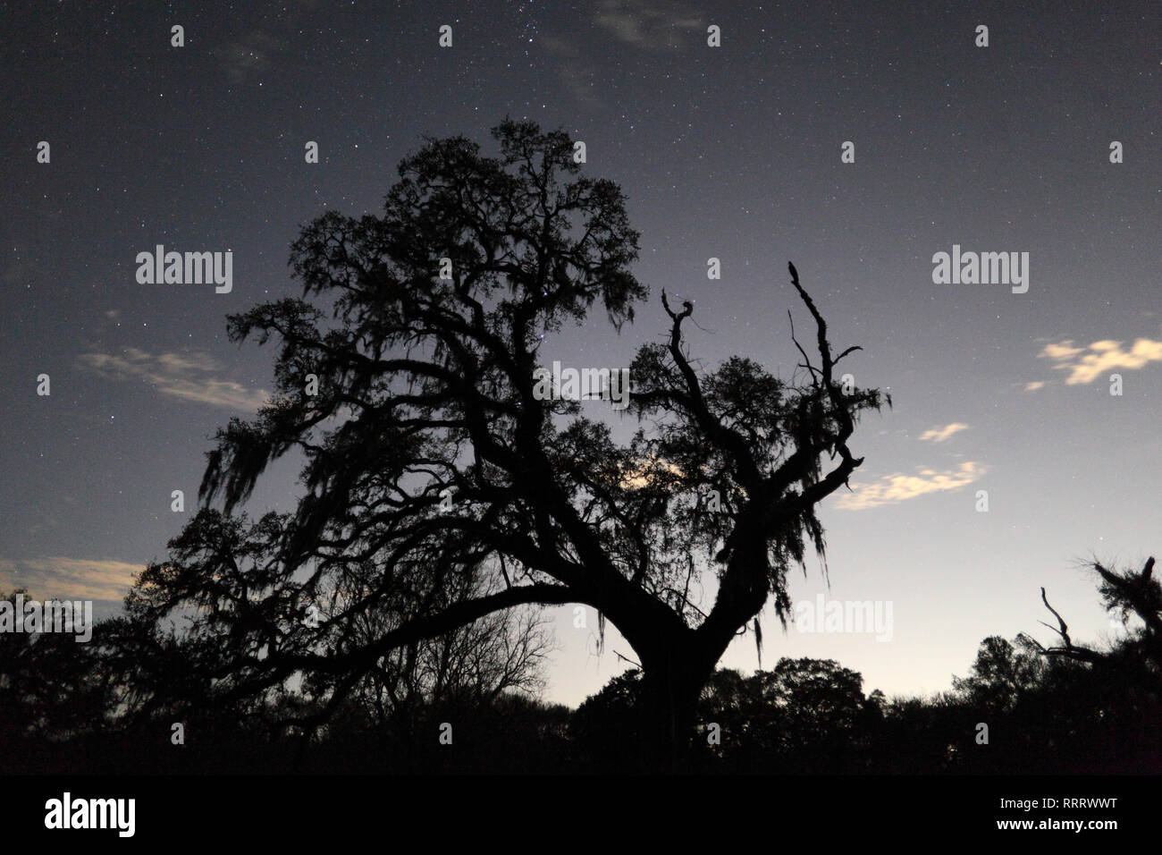 Night sky with trees Stock Photo