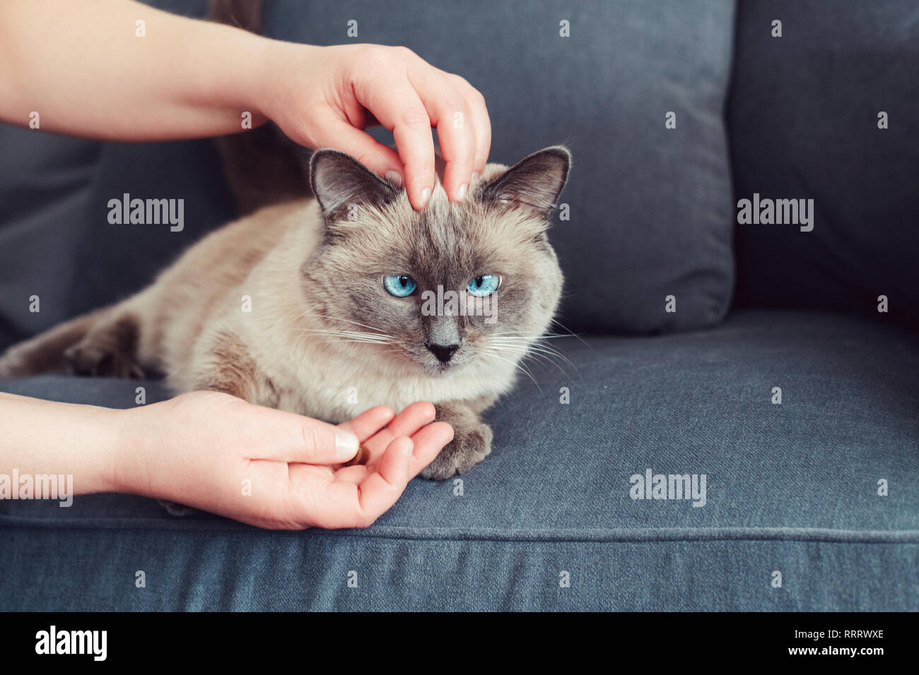 Animal owner feeding cat with dry food granules from his hand palm. Beautiful colorpoint domestic feline animal kitten with blue eyes lying on couch s Stock Photo