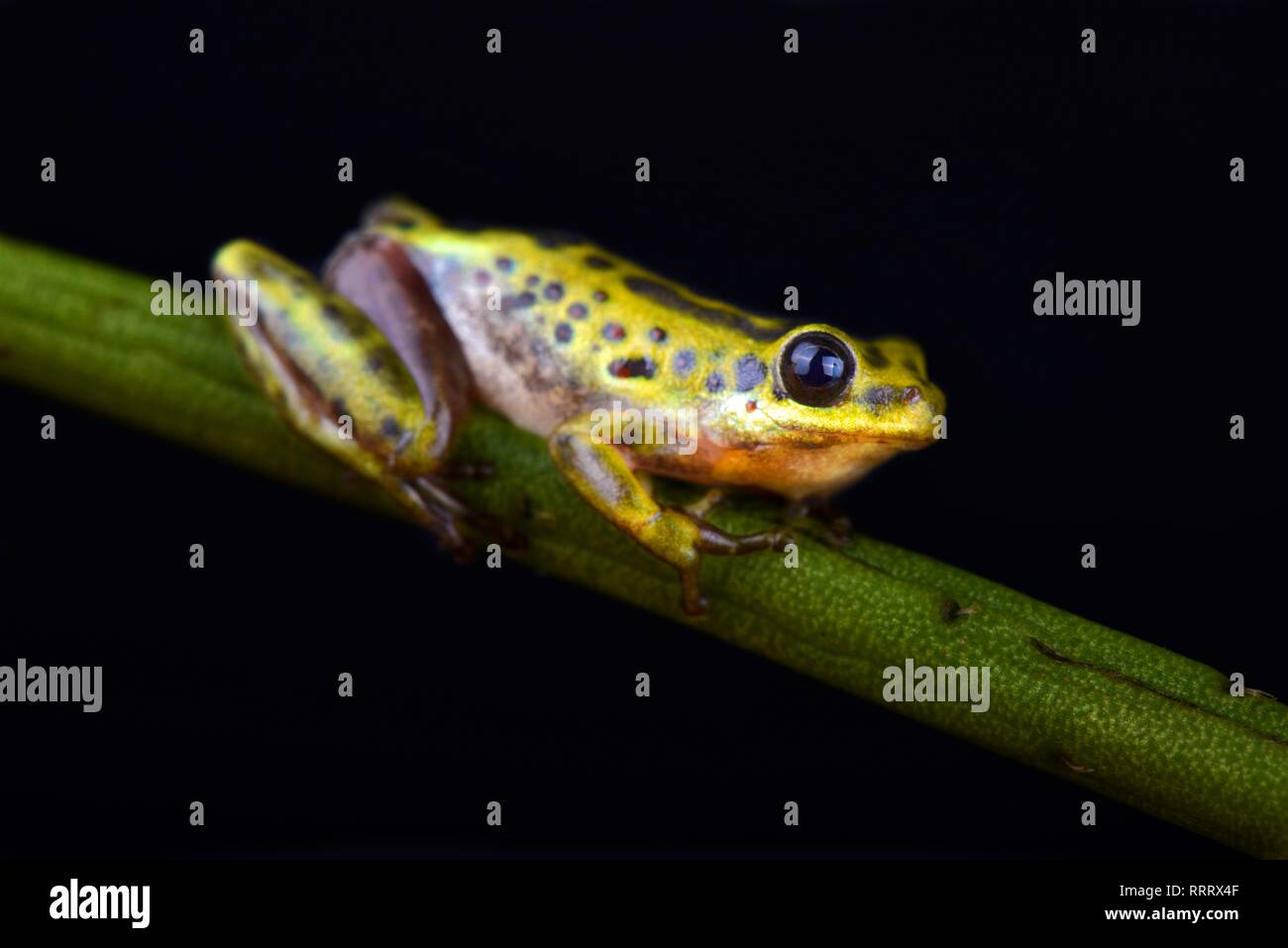 Common Reed Frog (Hyperolius viridiflavus variabilis) Stock Photo
