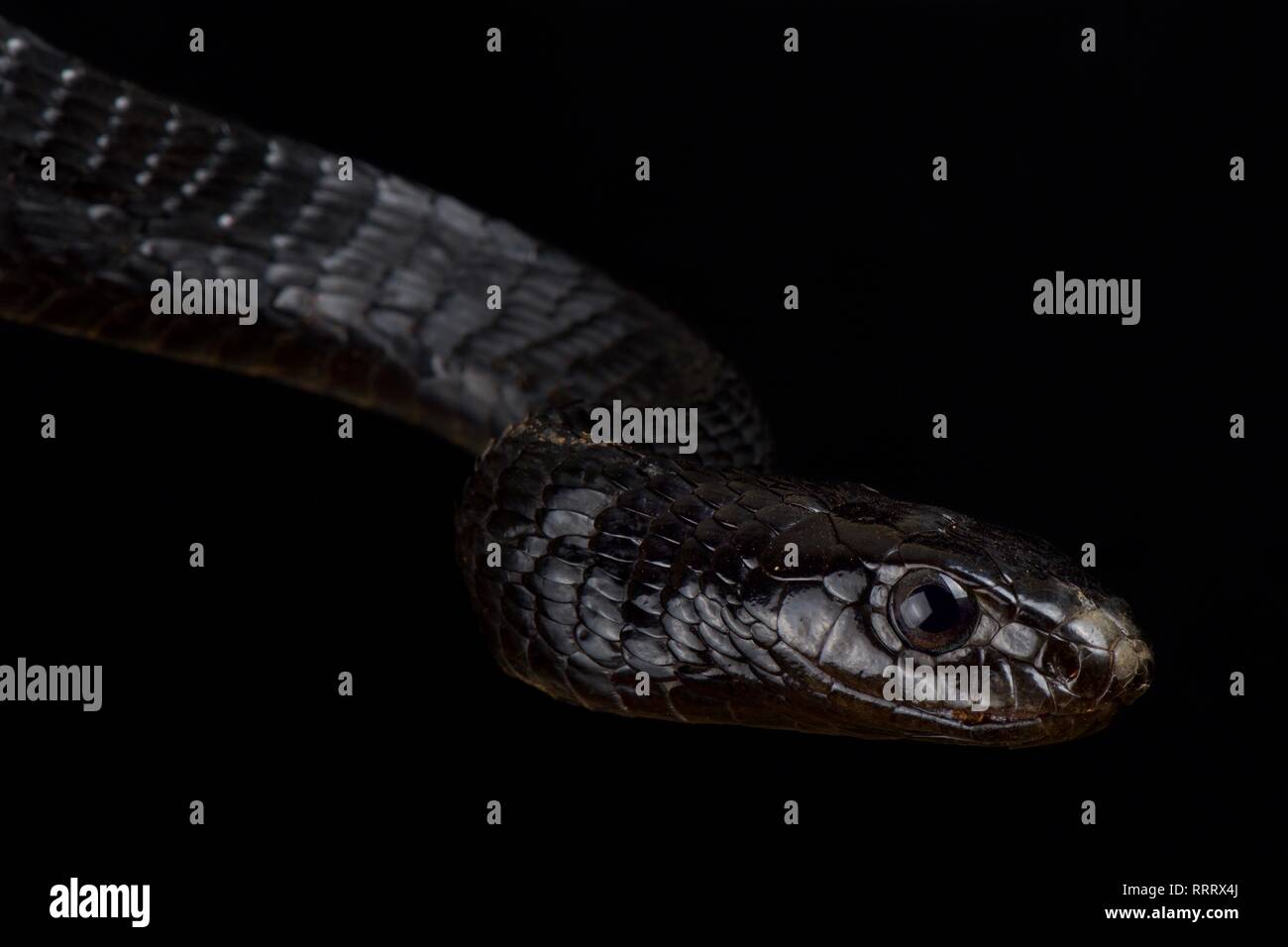 Black Tree Snake (Thrasops jacksonii) Stock Photo