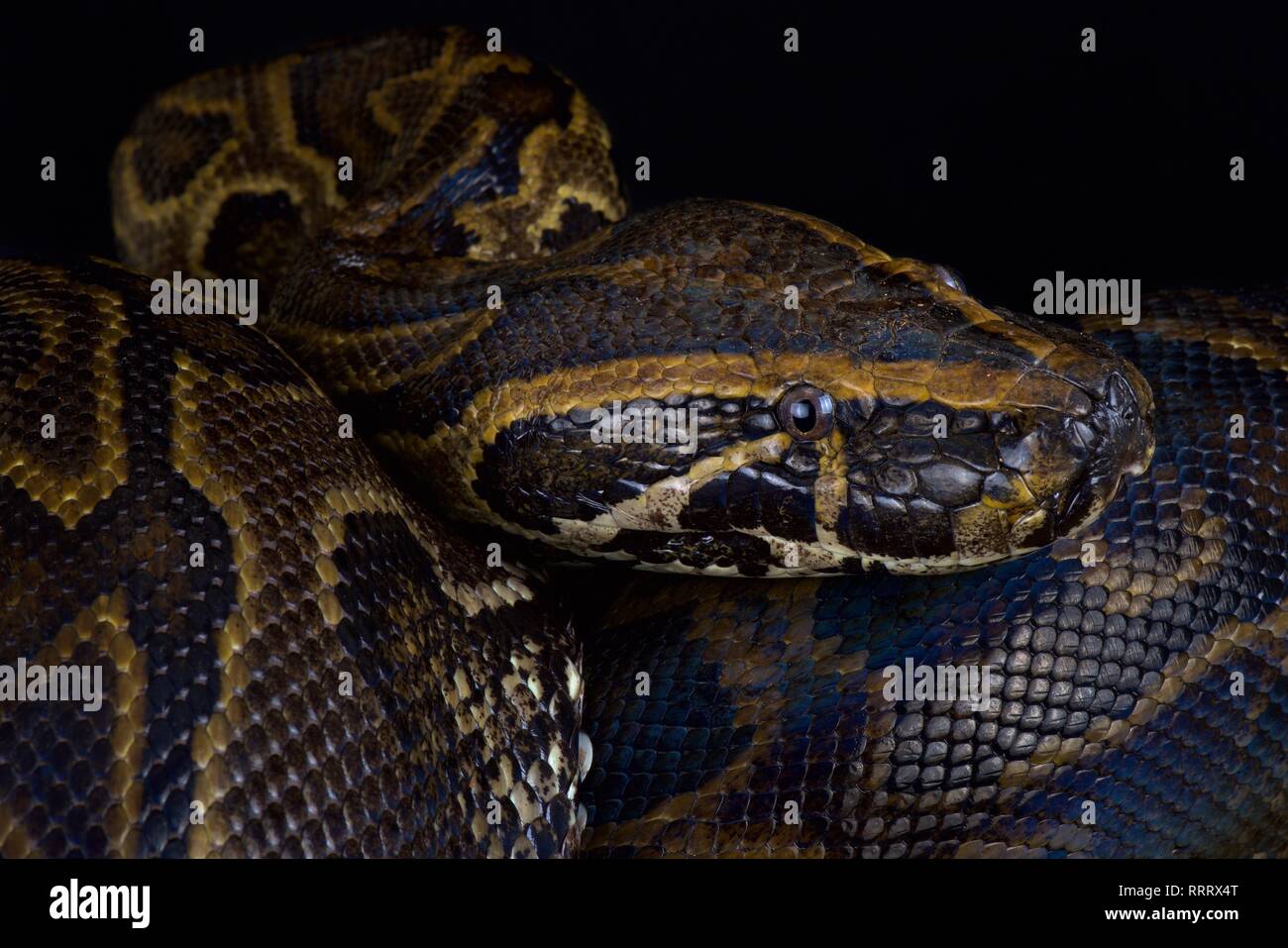 Central African rock python (Python sebae) Stock Photo