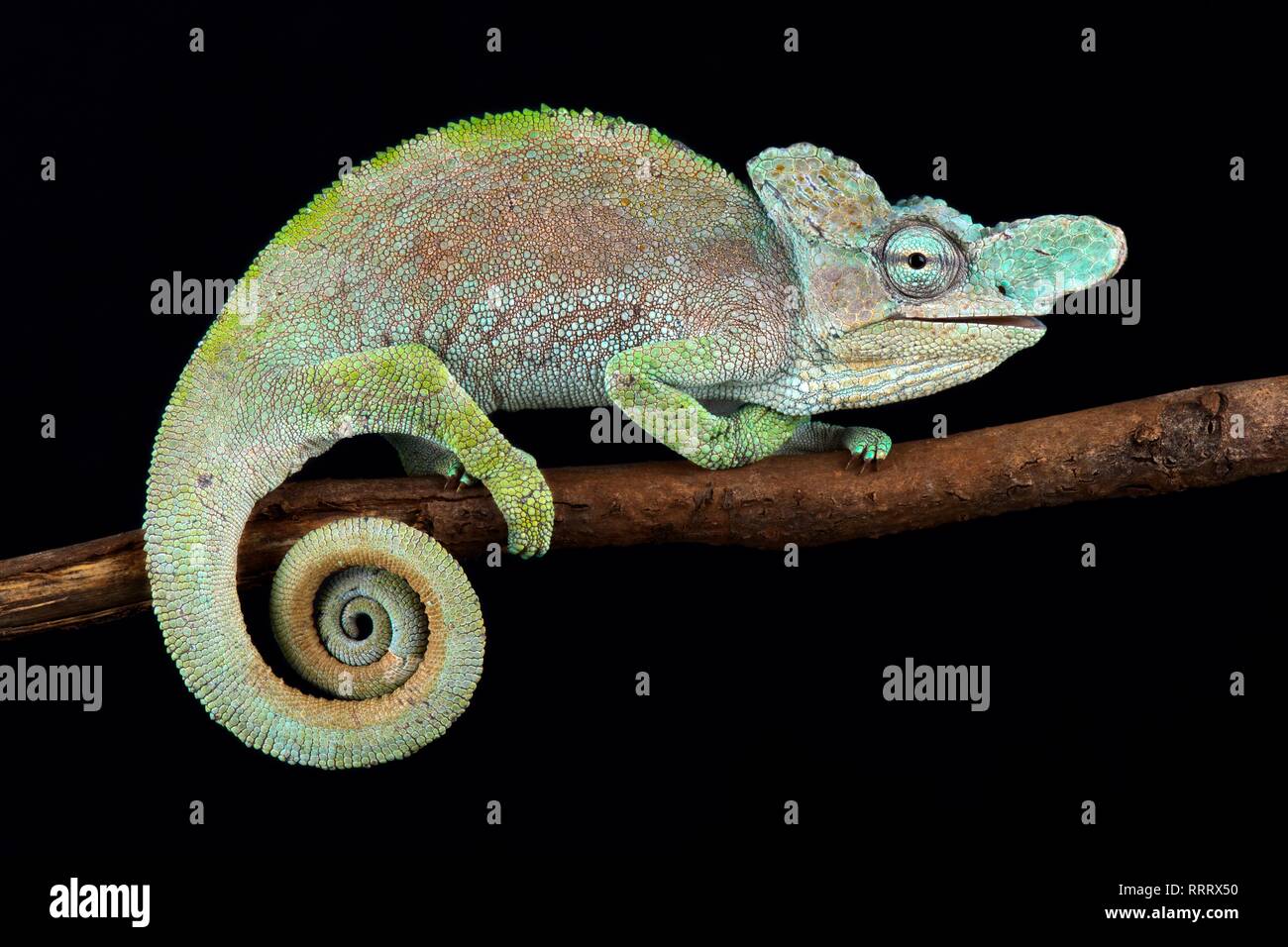Rwenzori plate-nosed chameleon (Kinyongia xenorhina) Stock Photo