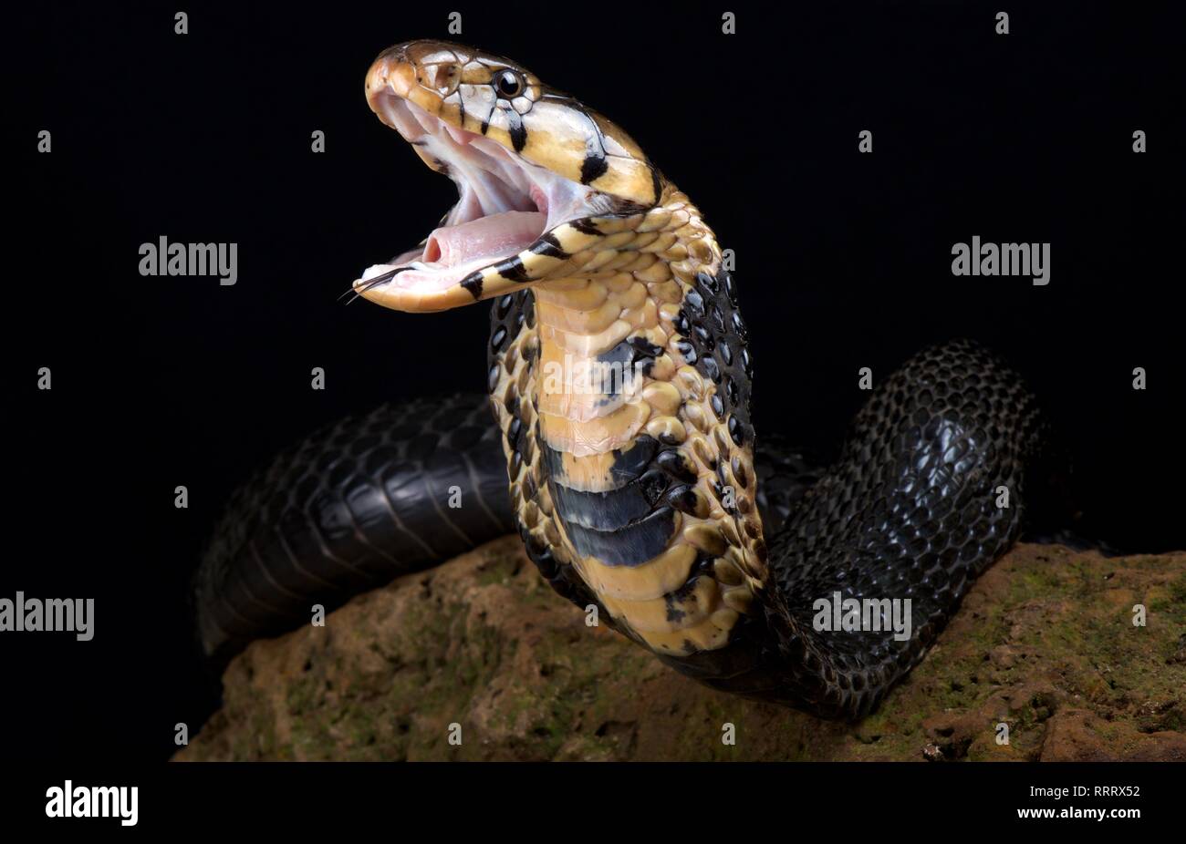 Forest Cobra (Naja melanoleuca) Stock Photo