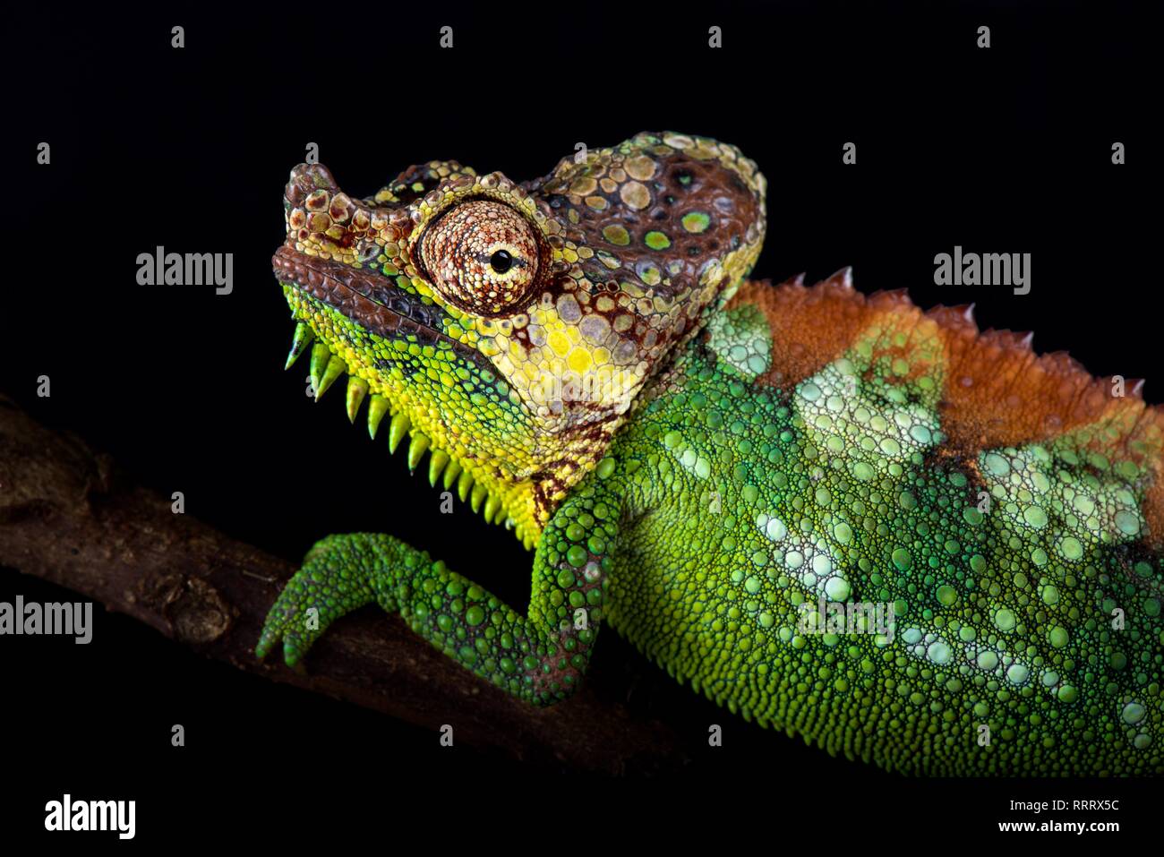 Mount Elgon chameleon (Trioceros hoehnelii altaeelgonis) Stock Photo