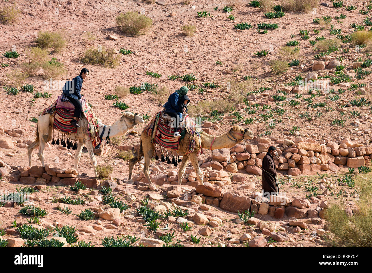 A family is doing a camel tour while a Bedouin is leading them in the beautiful archaeological site of Petra. Stock Photo