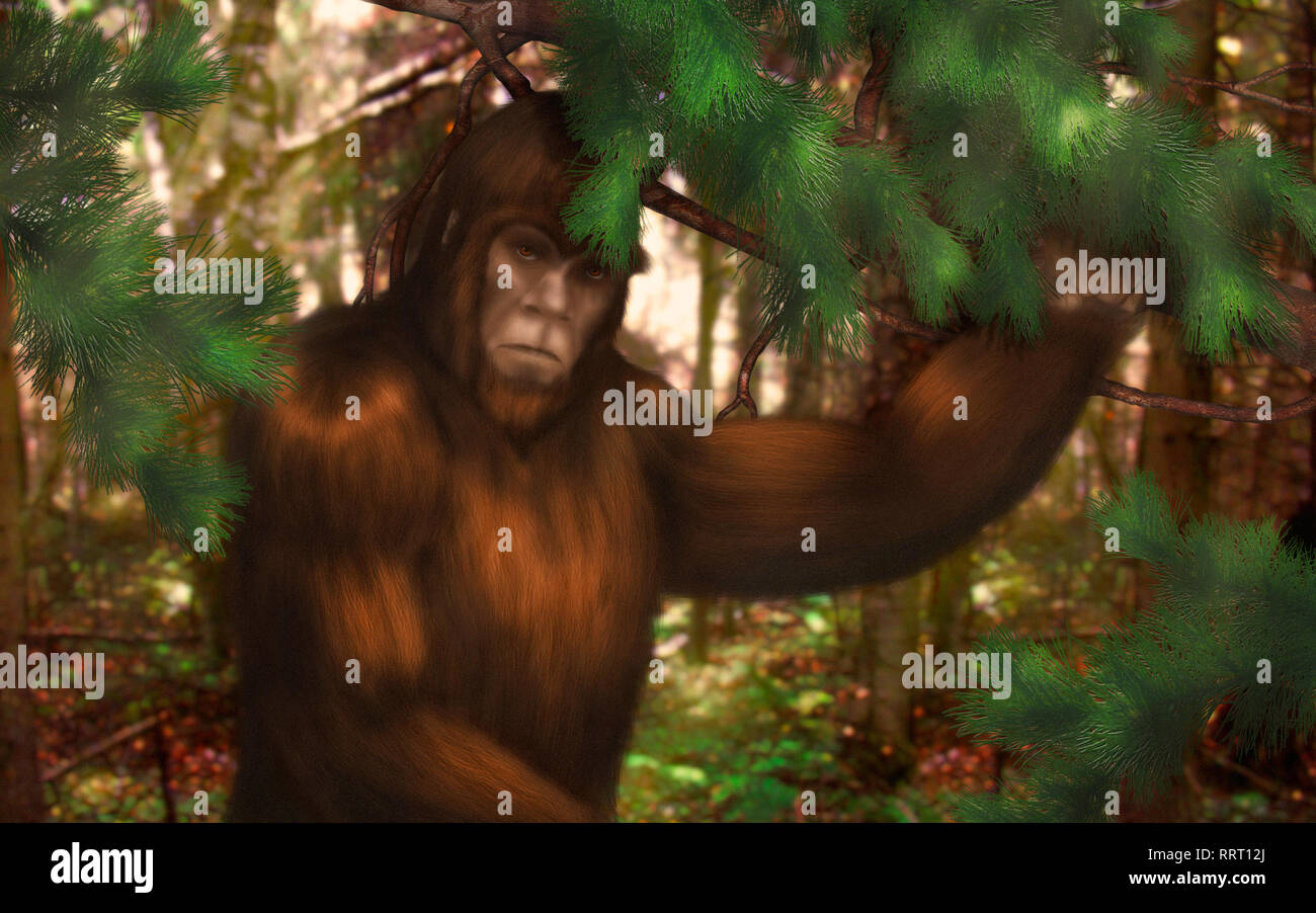 Bigfoot hiding behind a pine branch in the forest on a sunny day Stock Photo