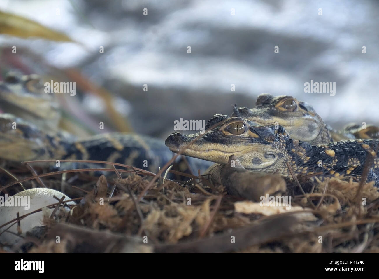 Newborn alligator near egg laying hi-res stock photography and images ...