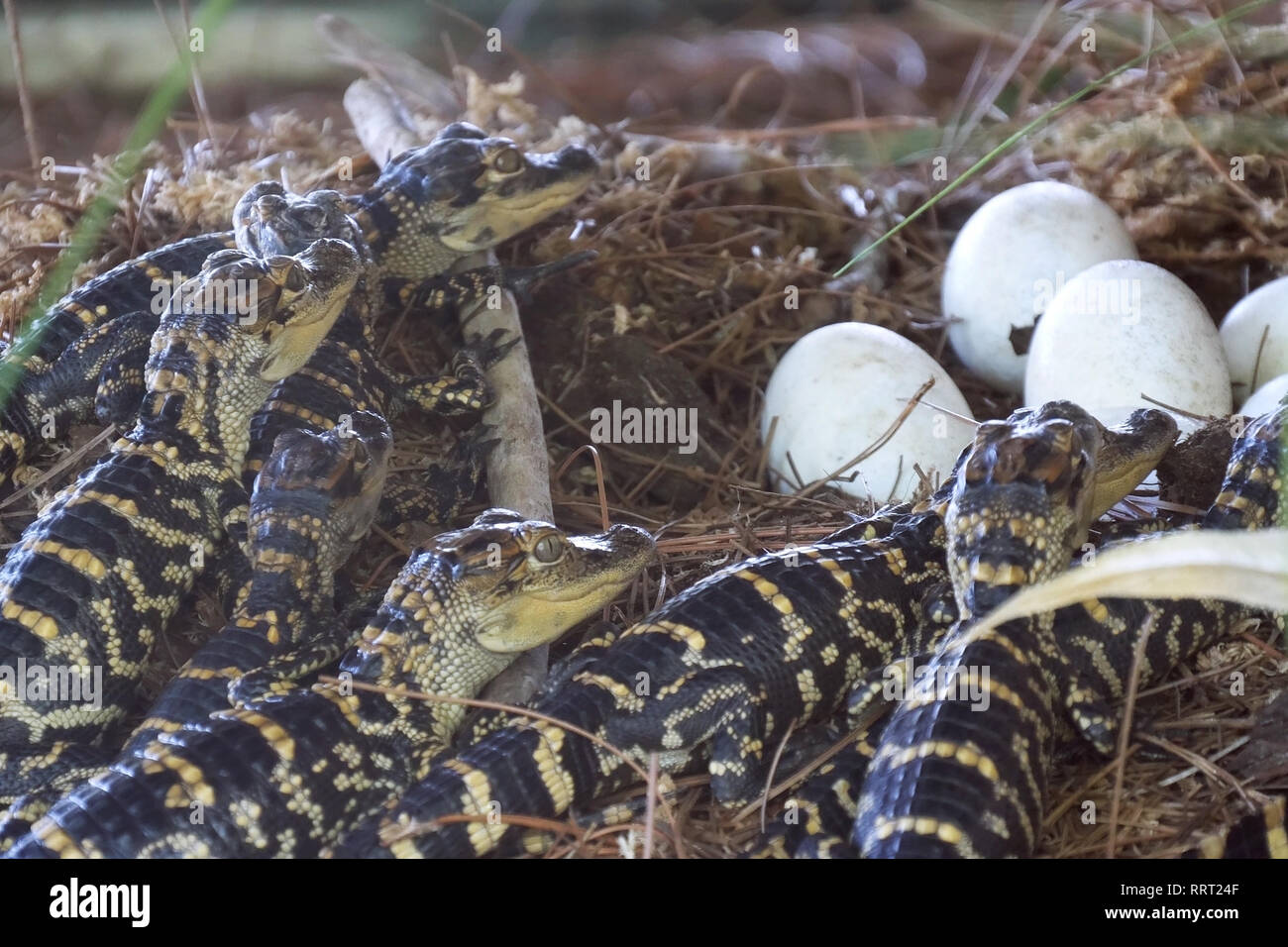 Newborn alligator near egg laying hi-res stock photography and images ...