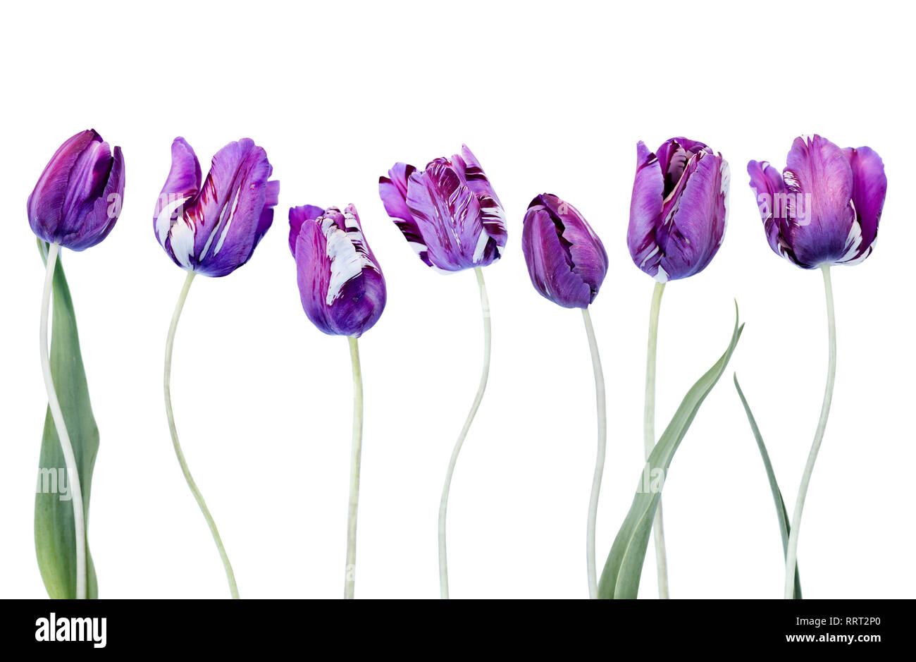 tulips isolated on white background Stock Photo - Alamy