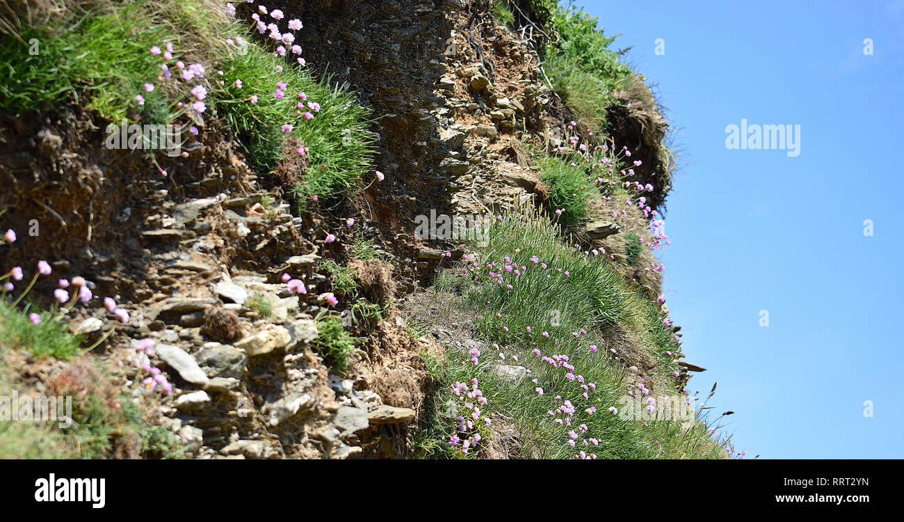 Wild flowers on cliff, Dodman, Cornwall, 250516 Stock Photo Alamy