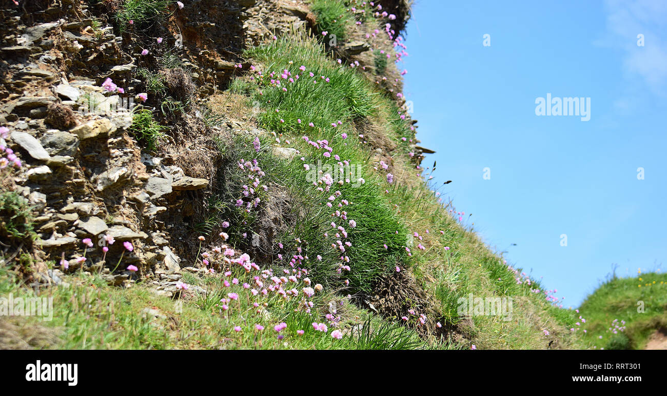 Wild flowers on cliff, Dodman, Cornwall, 250516 Stock Photo Alamy