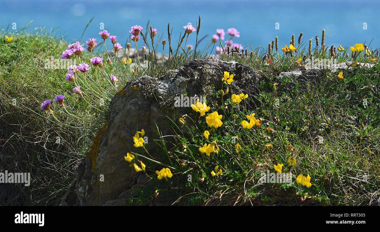 Wild flowers on cliff, Dodman, Cornwall, 250516 Stock Photo Alamy