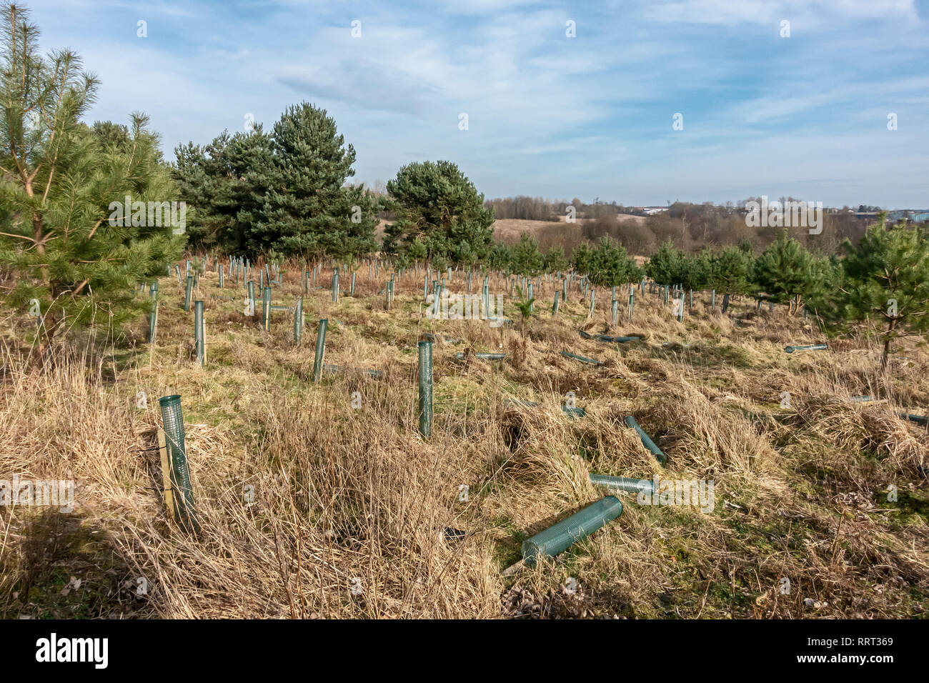 Tree planting in Brownsburn Community & Nature Park south of Airdrie North Lanarkshire Scotland UK and vandal destruction near path Stock Photo
