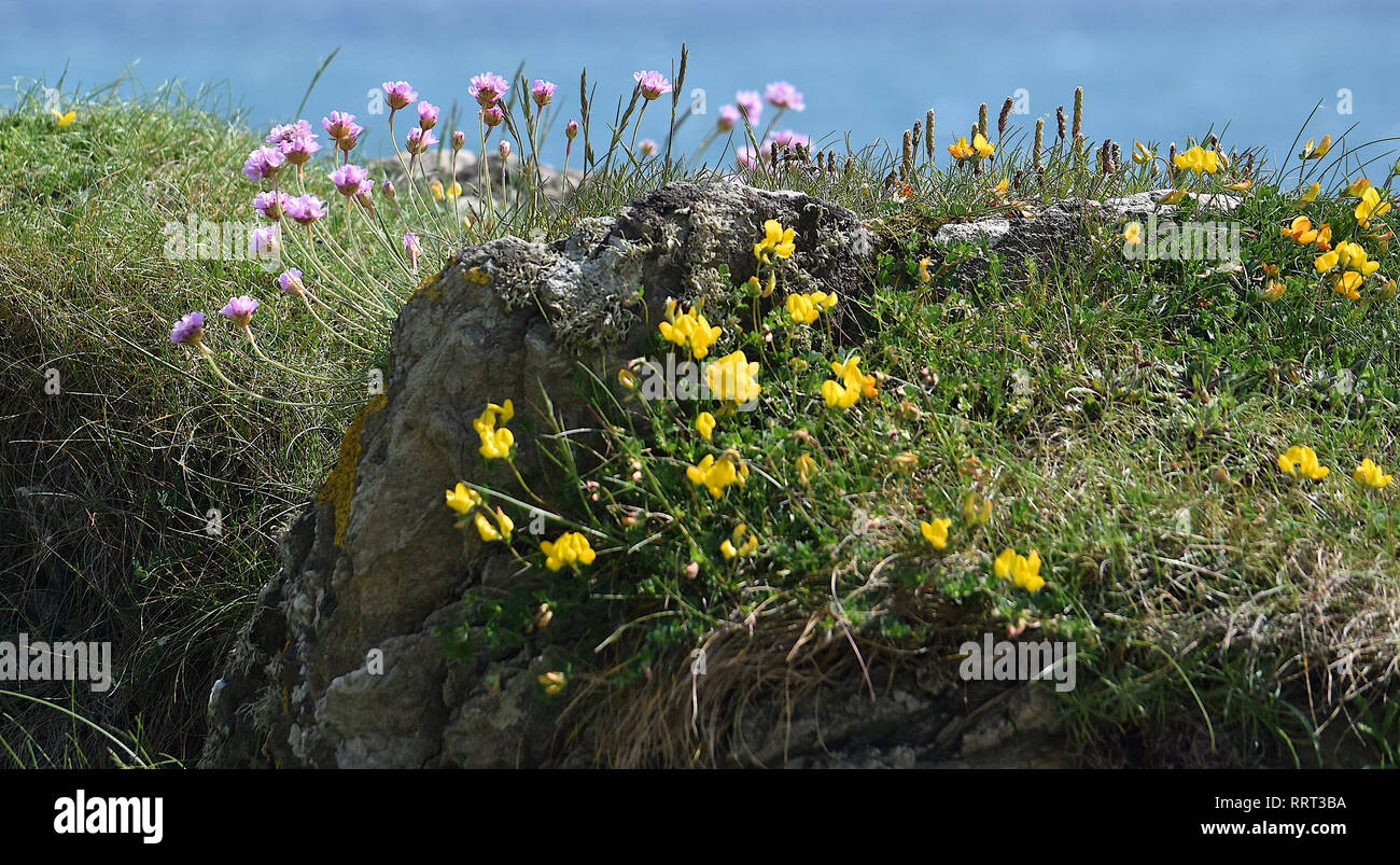 Wild flowers on cliff, Dodman, Cornwall, 250516 Stock Photo Alamy