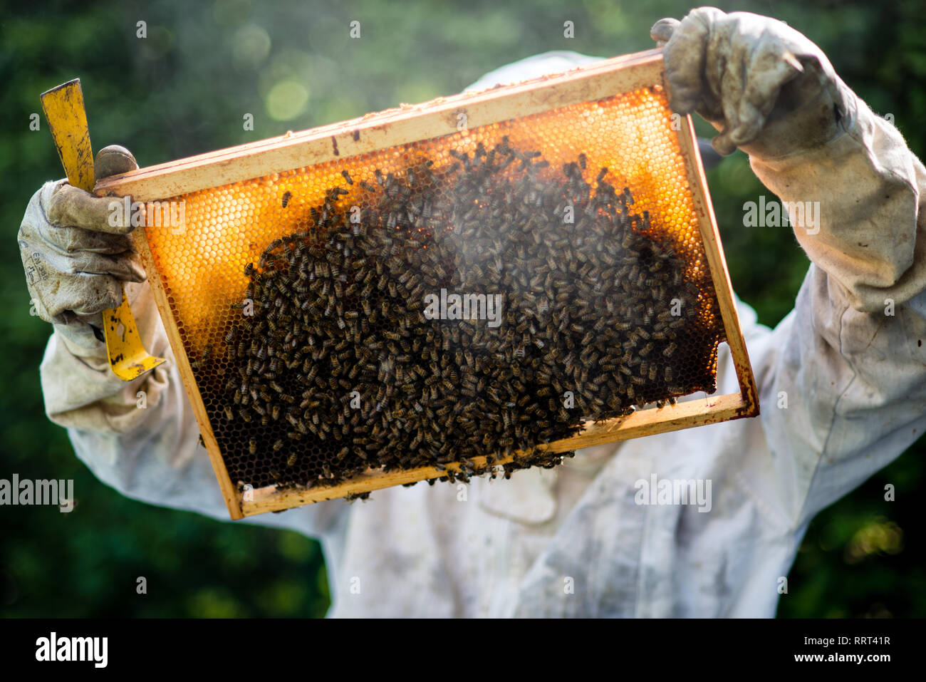 Beekeeper Inspecting His Hive Stock Photo - Alamy