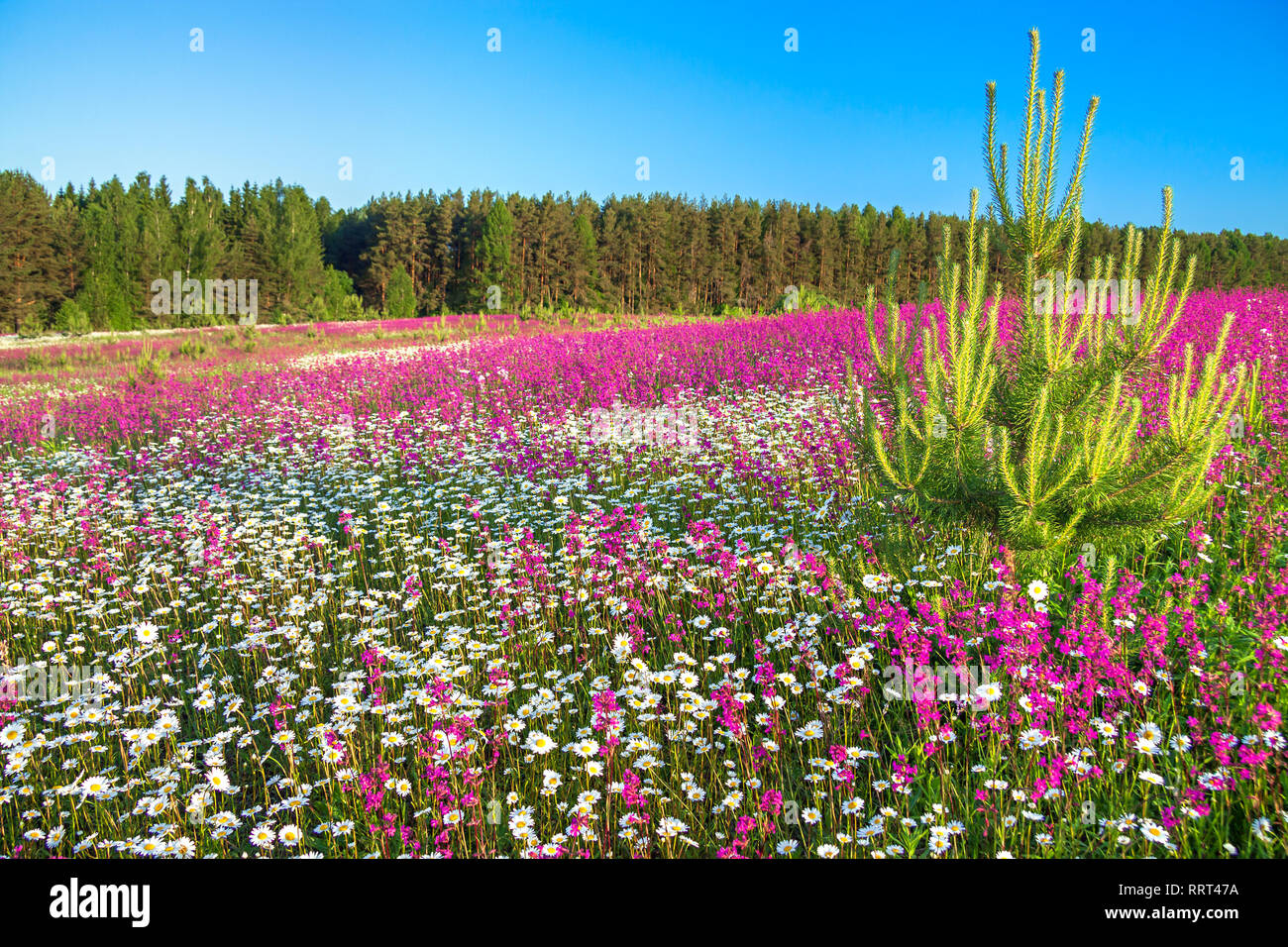 beautiful spring landscape with flowering flowers in meadow. purple wild flowers and white chamomiles blossom in summer field. springtime image scene  Stock Photo