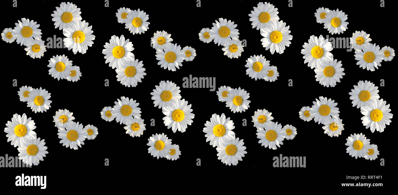 white chamomiles isolated on black background. floral seamless pattern ...