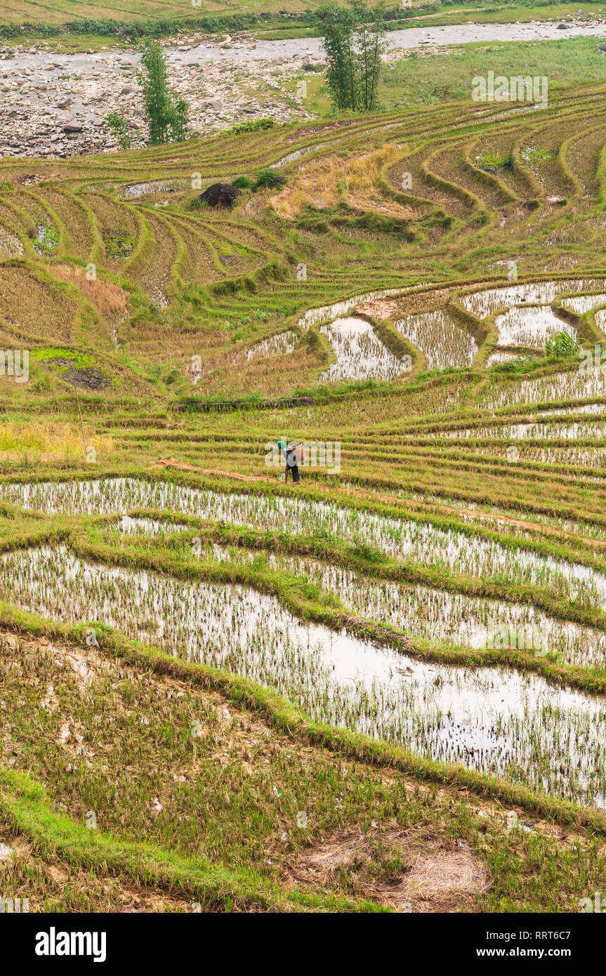 Terraced rice paddy hill with local Vietnamese woman walking on an overcast day, Sa Pa, Vietnam Stock Photo