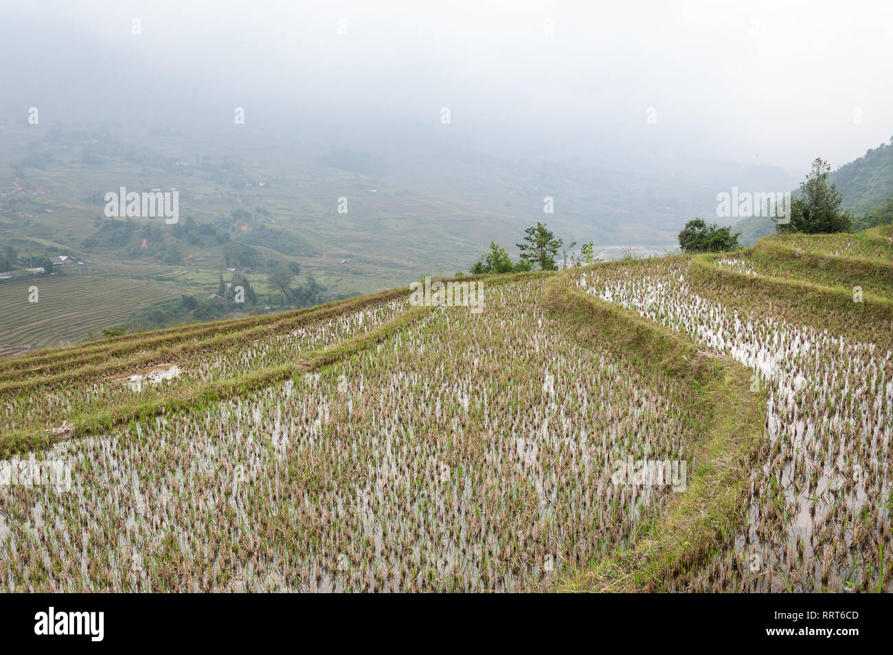 Terraced rice paddy hill on an overcast day, Sa Pa, Vietnam Stock Photo
