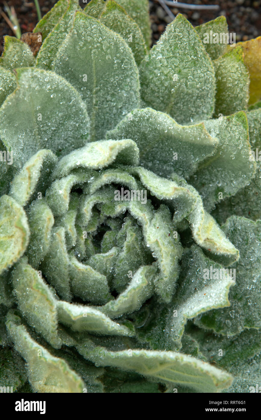 Oceania, South Pacific, USA, Hawaii, Hawaiian, Big Island, plant at