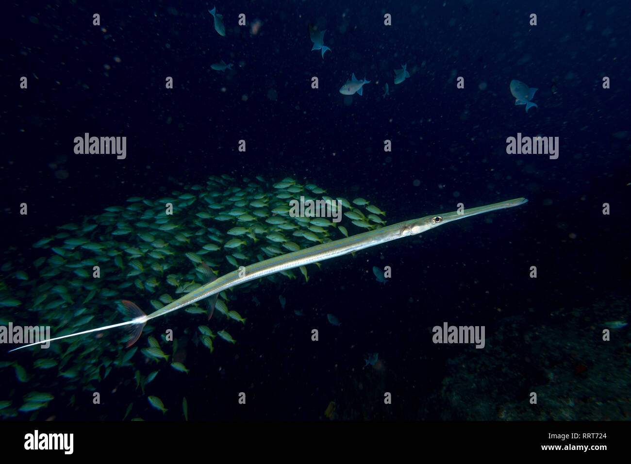 Close up on Flute trumpet fish while diving indonesia Stock Photo Alamy