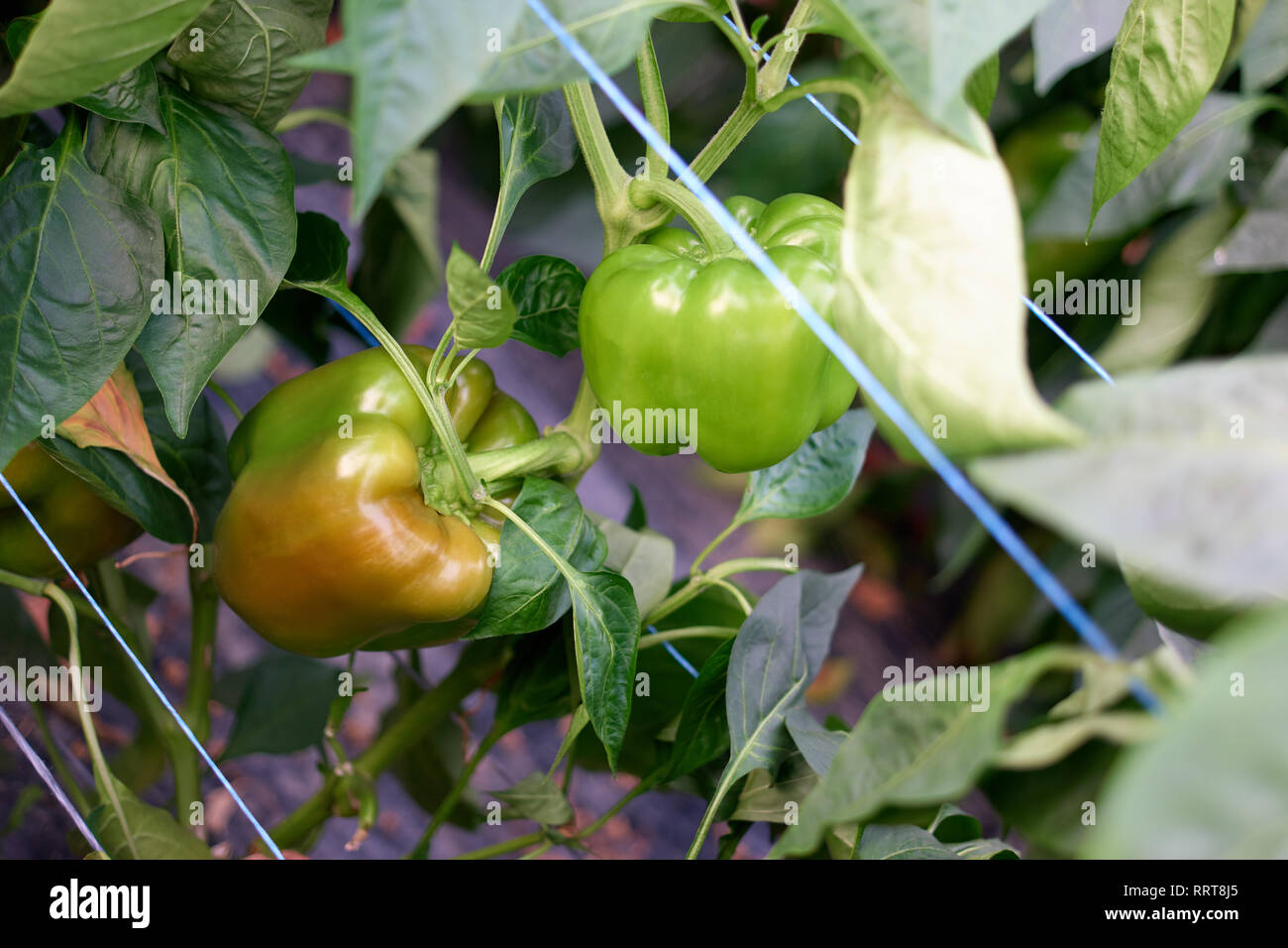 Green bell peppers growing in the garden Stock Photo Alamy