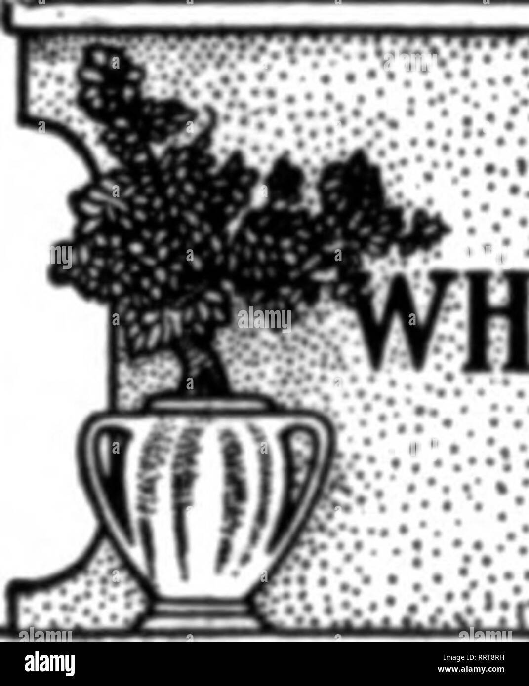 Rade flower Black and White Stock Photos & Images - Alamy