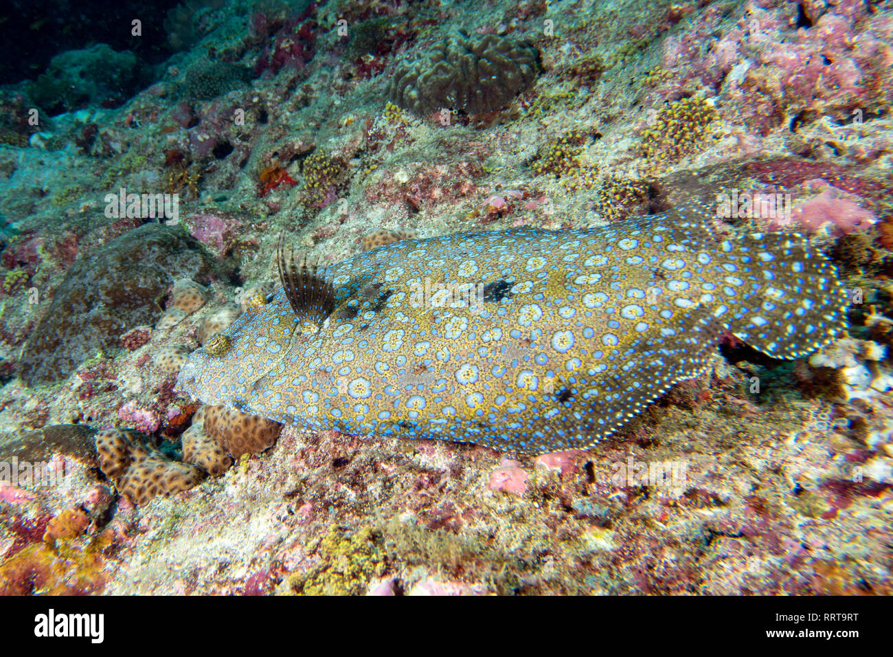 Flat fish underwater while diving maldive Stock Photo