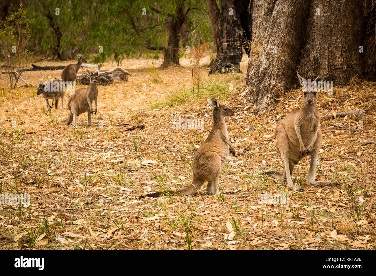 Five kangaroo standing in bushland at local golf club Stock Photo