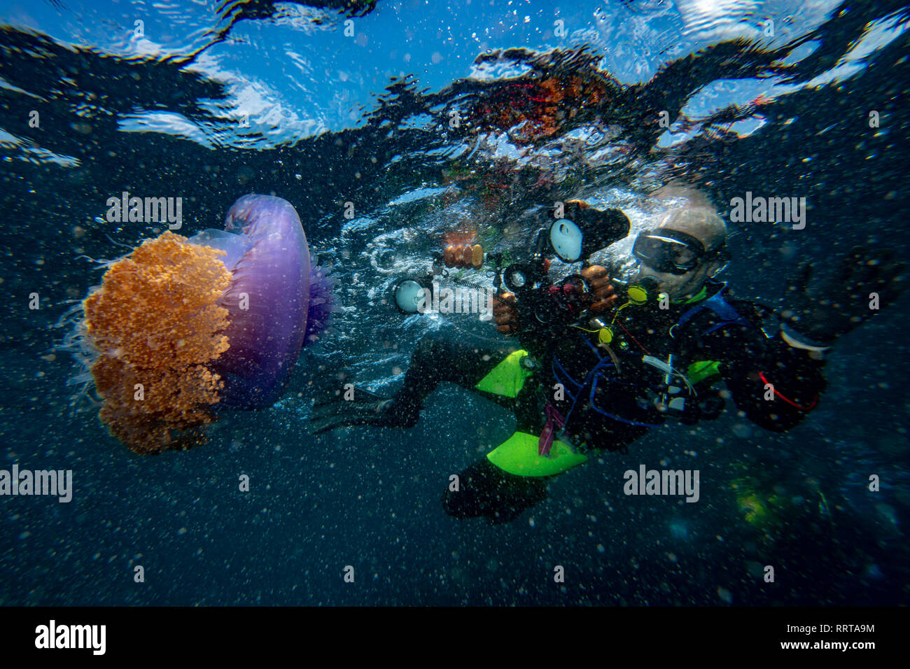 cotylorhiza giant jellyfish while diving Stock Photo Alamy